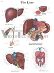 The Liver - Anatomical Chart